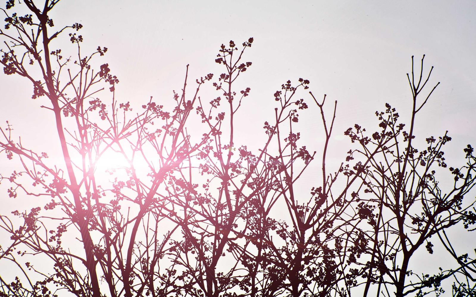 Plated clean and beverage pairing